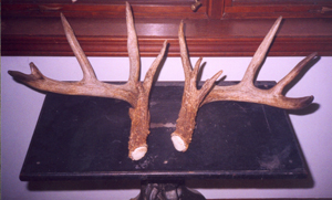 photo by Frecker Optical “Sheds” on a trail in Hoagland area.