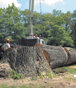This Red Oak tree was approximately 10 feet in diameter and 31 feet in circumference. Starting at 7am, Wednesday, August 17, 2005, Derek Veit and Chad Tinkel from the Fort Wayne Parks Department felled this tree at the corner of Engle and Bluffton Road.