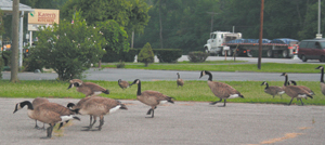Waynedale geese stop for coffee and doughnuts at Karen’s Kitchen.