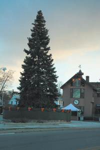 The 40 year old, 60 ft. blue Spruce between Chappell’s Coral Grill and the Law Office of Shine & Hardin, just prior to lighting on November 21, 2008.
