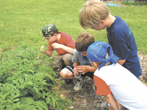 GARDENING PROJECT IN WAYNEDALE CONTINUES TO GROW