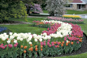 FOSTER PARK  TULIPS ON DISPLAY