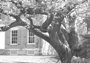 Richardville House Spirit Tree