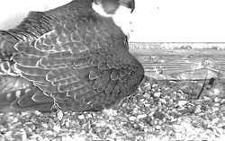 For almost two decades, peregrine falcons have made their homes in a nest high atop the 26-story AEP Building in Fort Wayne, Indiana. You can watch nesting families of this raptor species via webcam, thanks to the Indiana Department of Natural Resources (IDNR), Soarin’ Hawk Avian Rescue, and Indiana Michigan Power.