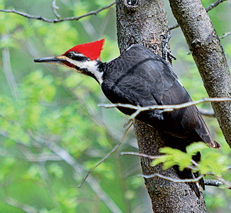 Pileated Woodpecker photo by G. Dewey Powell