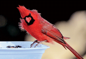 male northern cardinal Photo by George “Dewey” Powell