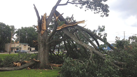 Tree Storm Damage Indian village