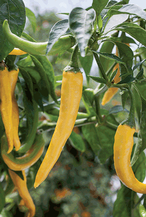 Gardening Golden cayenne pepper