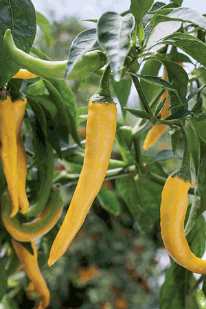 Gardening Golden cayenne pepper