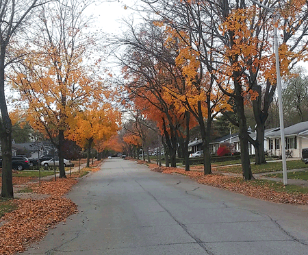 Fall Leaves Avalon Knightswood