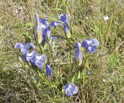 NEINPAWS fringed gentian cluster