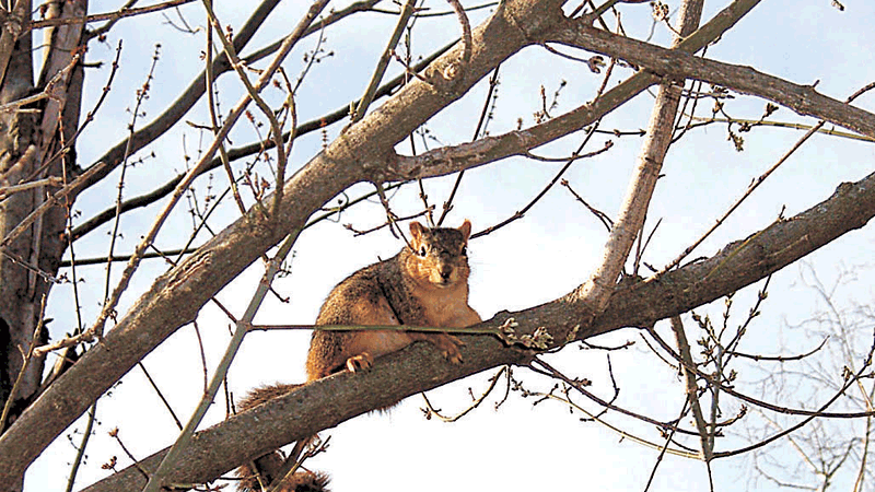 Squirrel in Tree