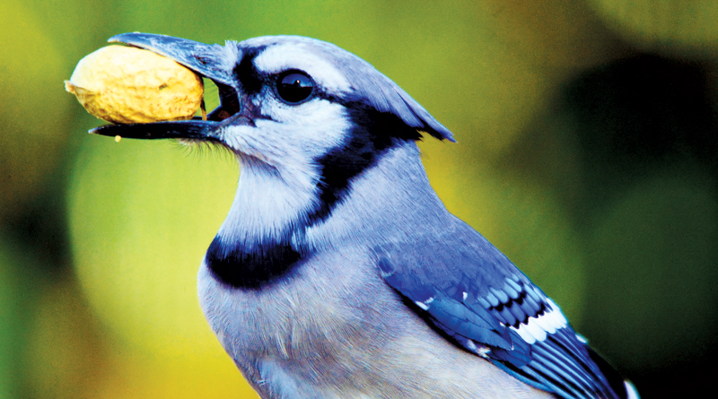Meet the blue jay, the intelligent rascal of the bird world