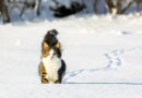 Cold Weather Pet Protocols & Community Cat Tips