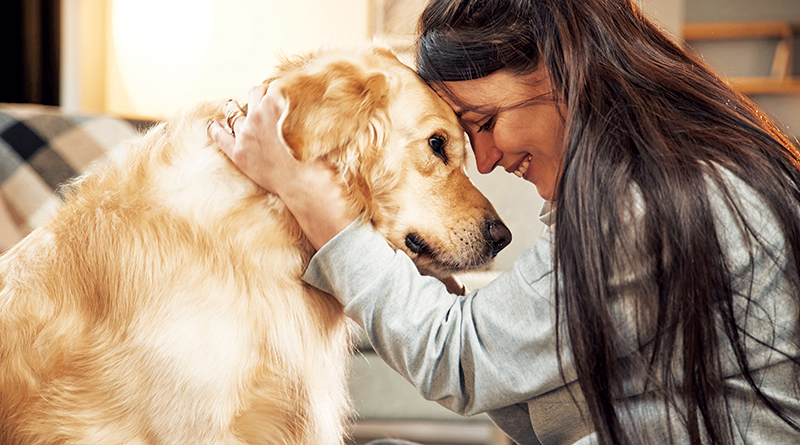 Providing Services For Pets Of Domestic Violence Survivors