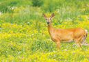 First Positive Case Of Chronic Wasting Disease In Indiana