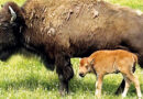 American Bison Calf Born At Ouabache State Park