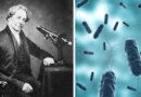 How Microscopes Changed Lives: The History of Ordinary Things