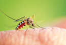 How To Keep Mosquitoes From Ruining Your Summer