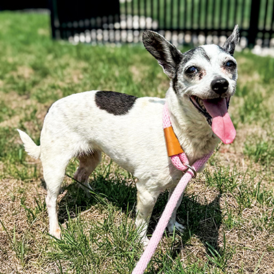 Giving Senior Dogs A 2nd Chance