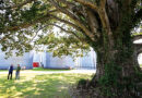 Indiana Tree Is Largest In Nation