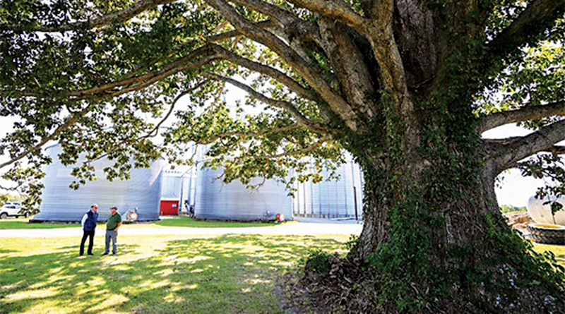 Indiana Tree Is Largest In Nation