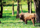 Celebrate National Bison Day At LC Nature Park Celebrate National Bison Day At LC Nature Park