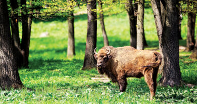 Celebrate National Bison Day At LC Nature Park
