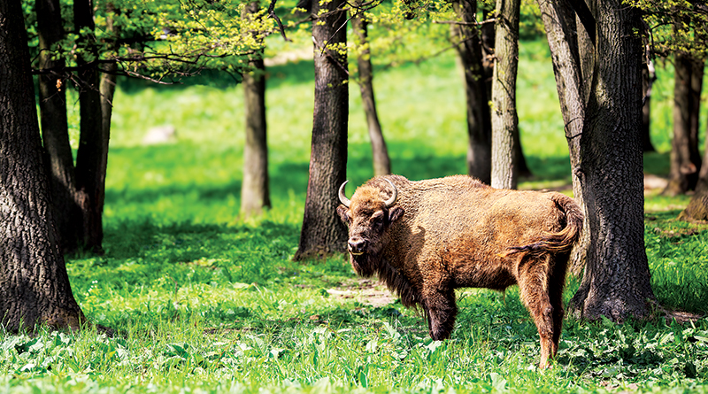Celebrate National Bison Day At LC Nature Park