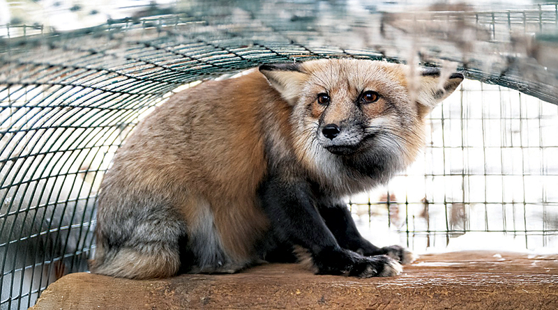 Black Pine Rescues Foxes From Fur Farm