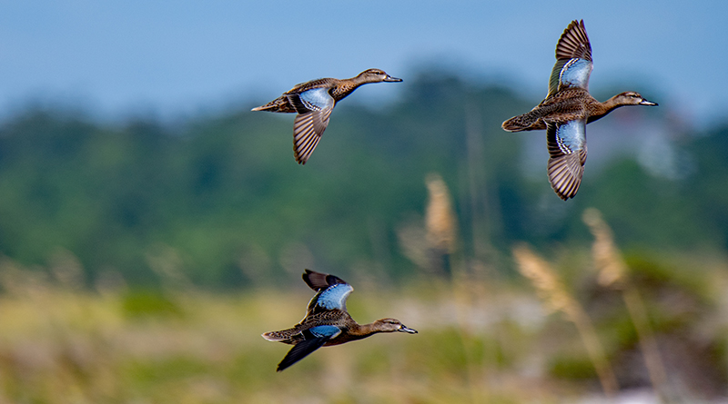 Avian Influenza Detected In Indiana