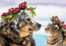 Be Careful With Common Christmas Plants That Could Be Deadly To Pets