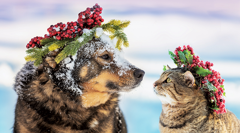 Be Careful With Common Christmas Plants That Could Be Deadly To Pets