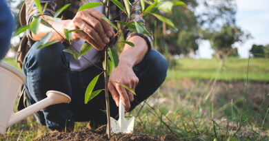 Rotary Club Plants 60 Native Trees At Area Schools