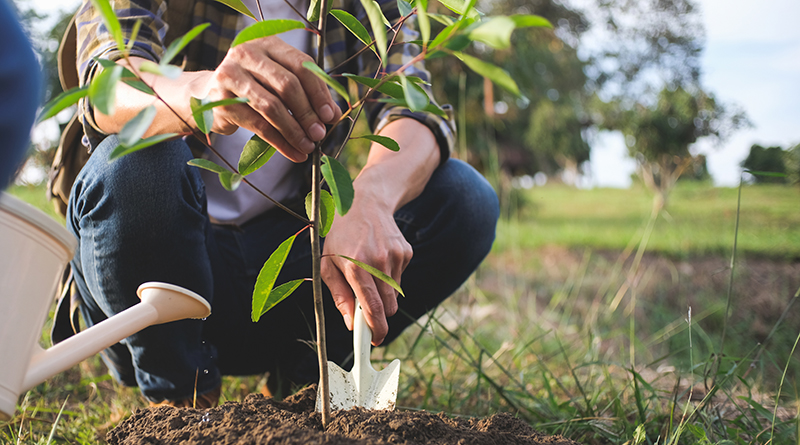 Rotary Club Plants 60 Native Trees At Area Schools