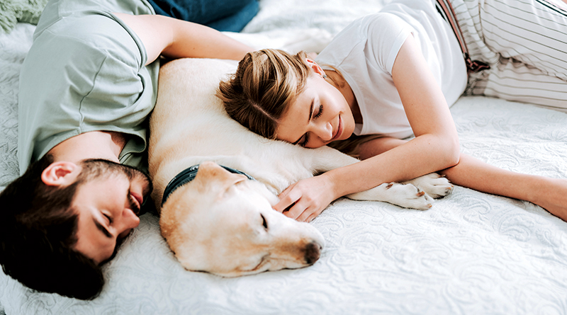 Should You Let Your Pet Into Bed?