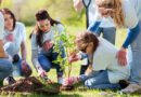 You Can Now Apply For The Citizen-match Residential Street Tree Planting Program