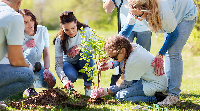 You Can Now Apply For The Citizen-match Residential Street Tree Planting Program