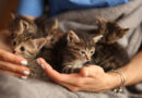 Reminder That Spring Is On The Way… & So Are The Kittens!