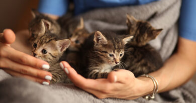 Reminder That Spring Is On The Way… & So Are The Kittens!