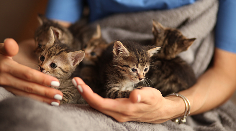 Reminder That Spring Is On The Way… & So Are The Kittens!