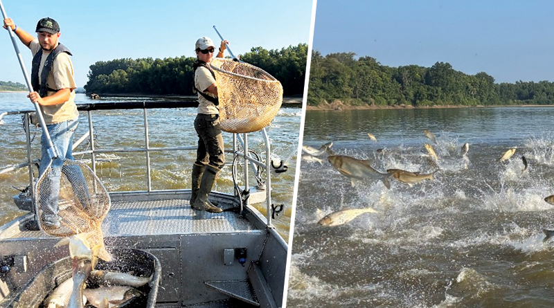 Indiana DNR Tackles Invasive Carp With Harvest Permits
