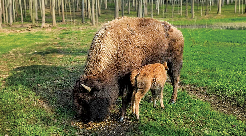 Spring Celebrated At Upcoming Trillium Fest Event