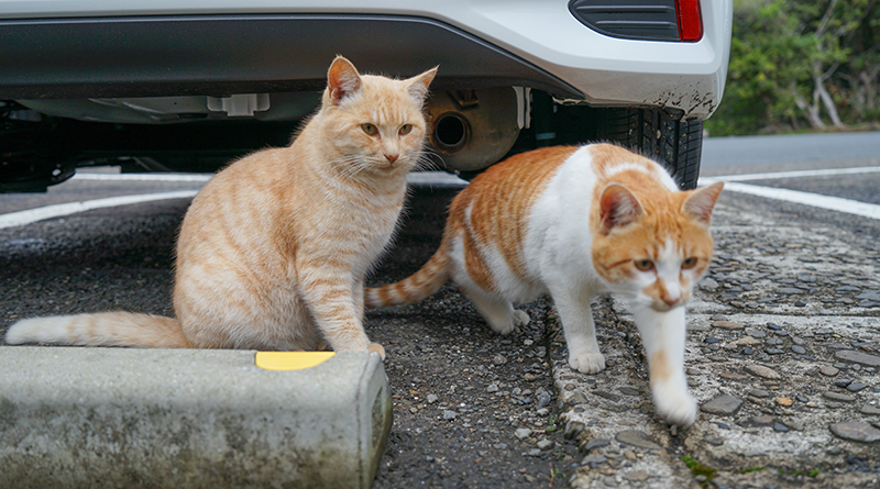 Free Community Cat Surgeries Allen County-wide