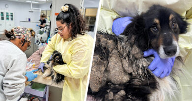 Humane Fort Wayne Rescues 43 Dogs From Puppy Mill