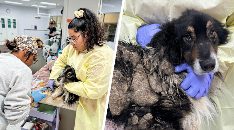 Humane Fort Wayne Rescues 43 Dogs From Puppy Mill