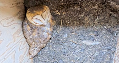 View Live: Barn Owl Nest Box Has Eggs