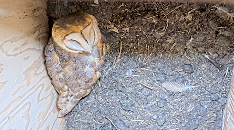 View Live: Barn Owl Nest Box Has Eggs